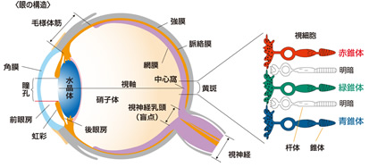 図：眼の構造